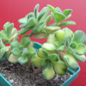 Aeonium    lindleyi     variegata