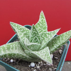 Gasteraloe
