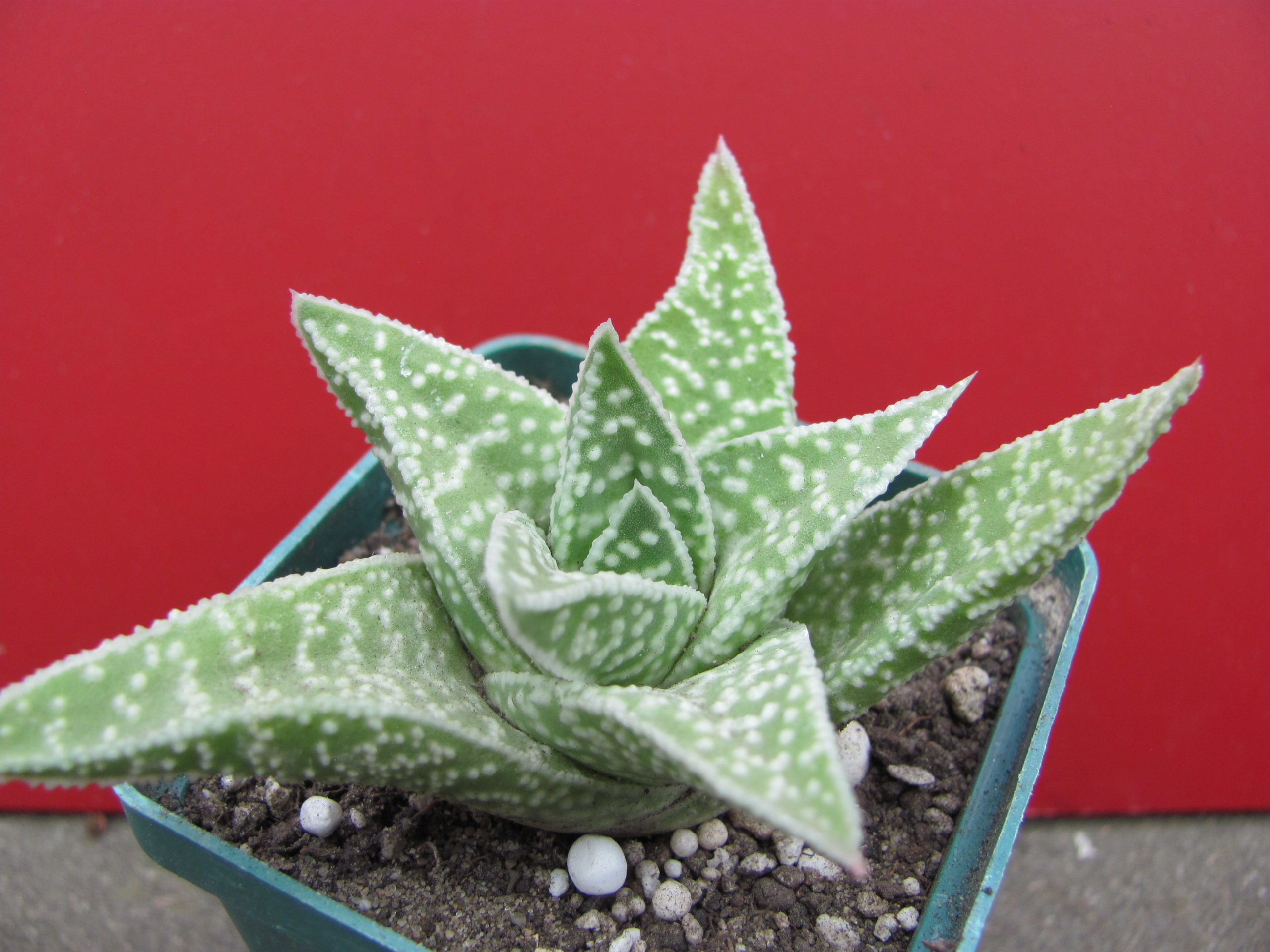 Gasteraloe