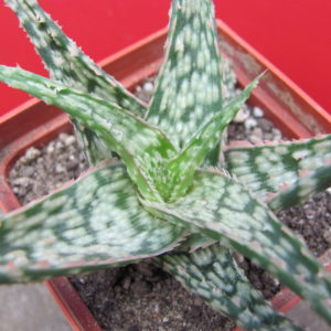 Aloe   hybr.