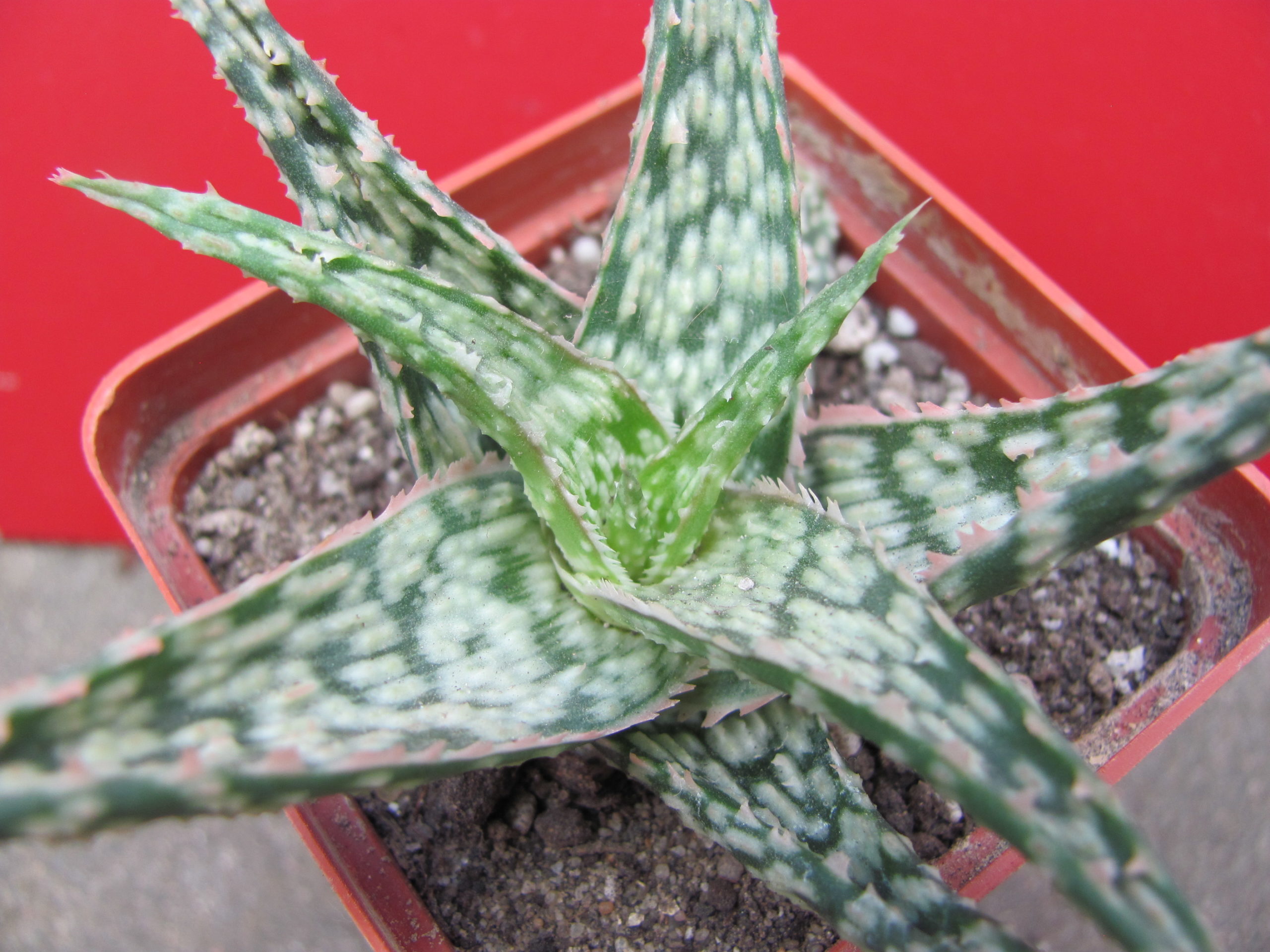 Aloe   hybr.