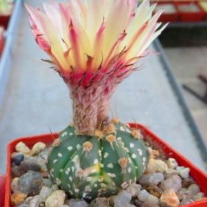 astrophytum super kabuto gold  pink flowers variegata