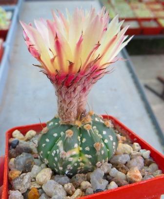 astrophytum pink flowers variegated