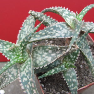 Aloe    hybr.    #44