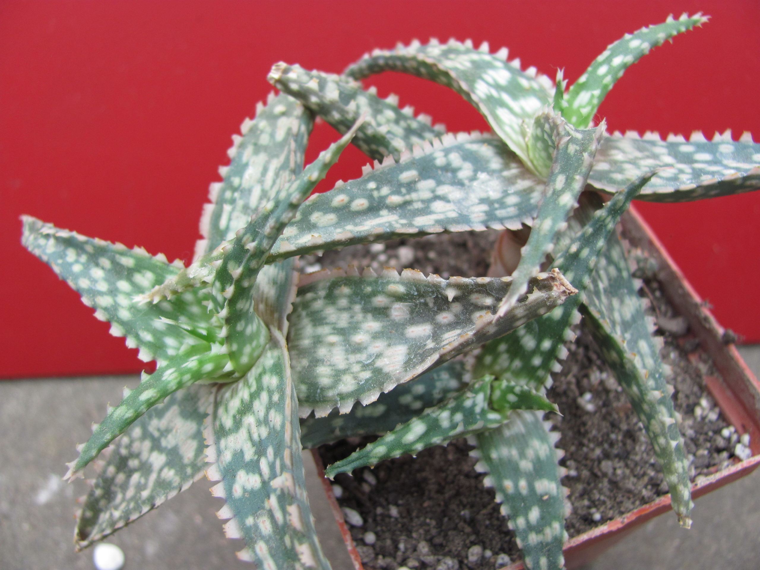 Aloe    hybr.    #44