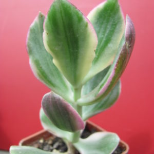 Crassula   ovata   variegata