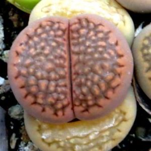 1604 MG lithops halii C 174