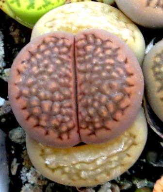 1604 MG lithops halii C 174