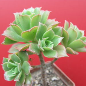 Aeonium