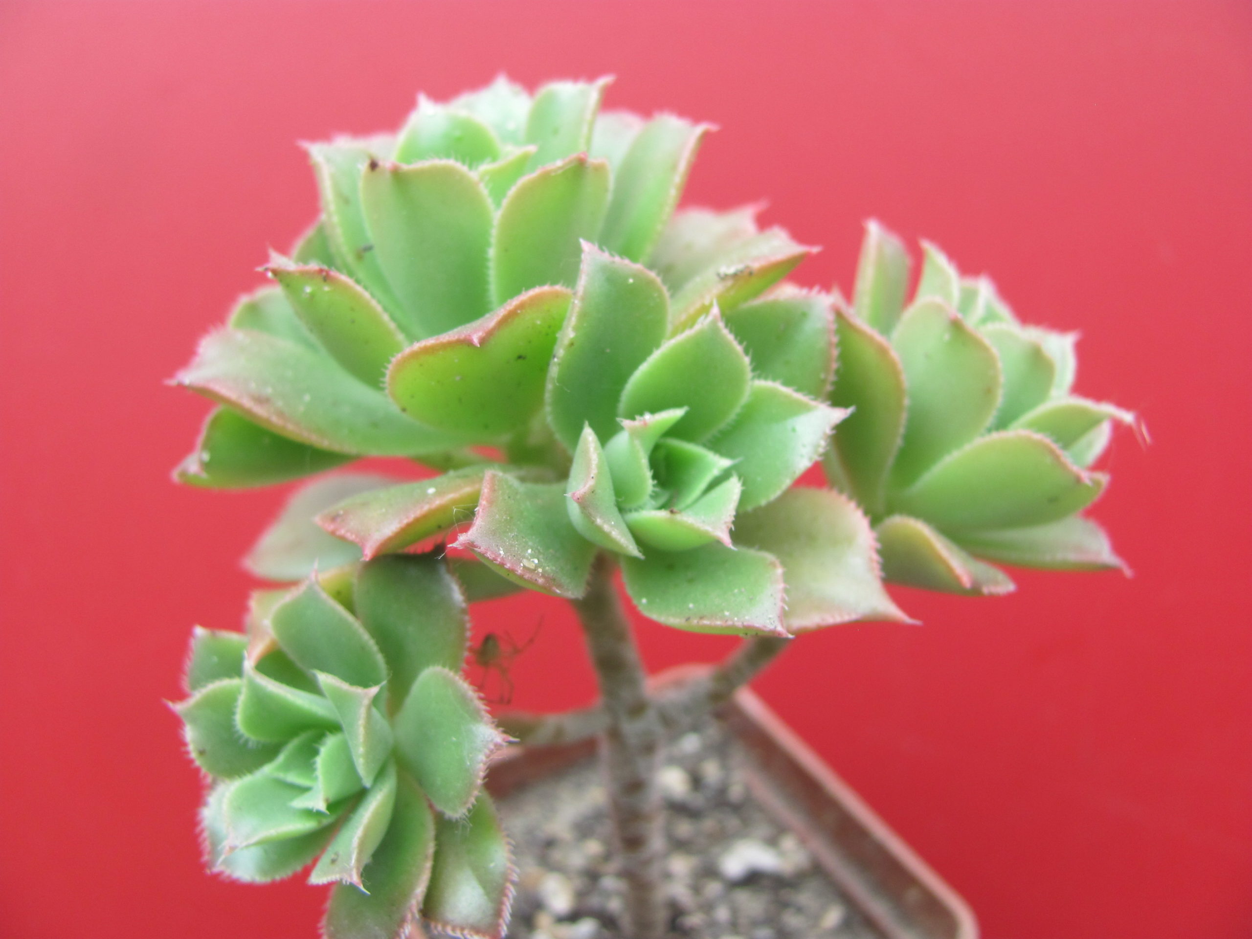 Aeonium