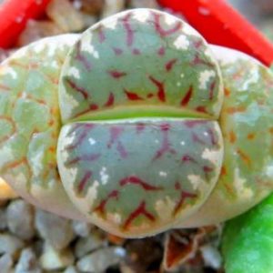 lithops dorotheae