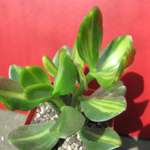 Crassula   Solana