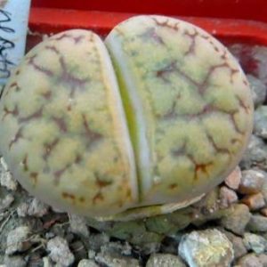 lithops gracilidelineata v. brandbergensis c 383