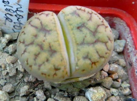 lithops gracilidelineata v. brandbergensis c 383
