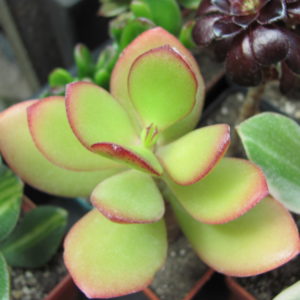 Crassula   ovata