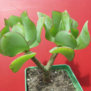 Crassula   ovata   Blue  Bird