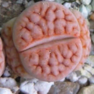 lithops karasmontana mickbergensis F96 E