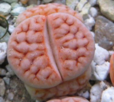 lithops karasmontana mickbergensis F96 E