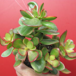 Crassula    Hummels  Sunset  variegata