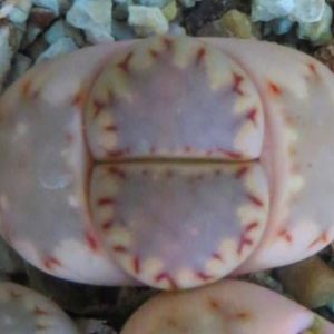 lithops julii  fulleri brunnea x lithops julii C 297