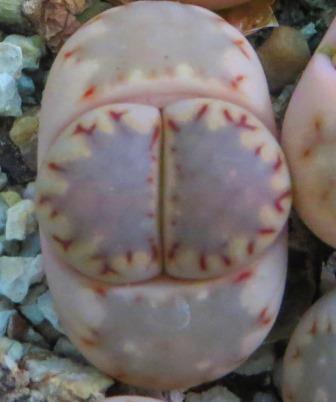 lithops julii  fulleri brunnea x lithops julii C 297