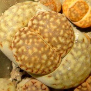 1618 lithops julii C 64