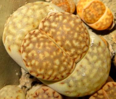 1618 lithops julii C 64