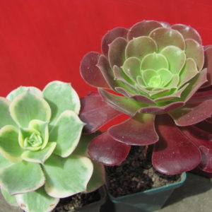 Aeonium     2 разом