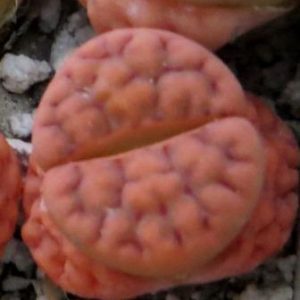 lithops karasmontana red