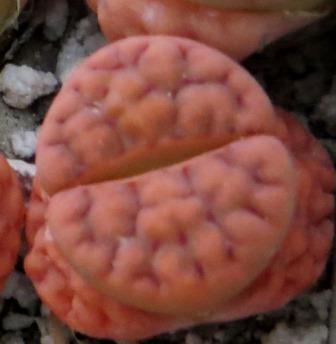 lithops karasmontana red