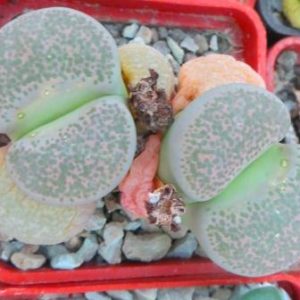 1731.74 lithops terricolor peersii C254