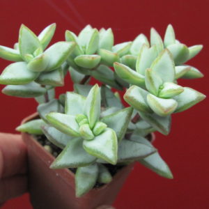 Crassula    perforata