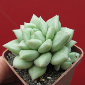 Echeveria   Van   Keppel
