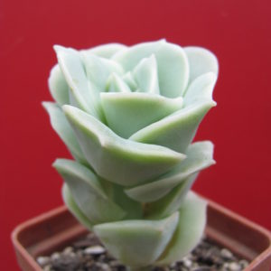 Echeveria    Lovely  Rose