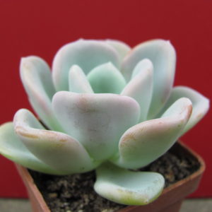 Echeveria   Orpet