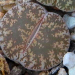 lithops venteri marassi C 153 cop