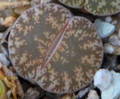 lithops venteri marassi C 153 cop