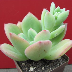 Echeveria   pulvinata   Ruby    hybr.