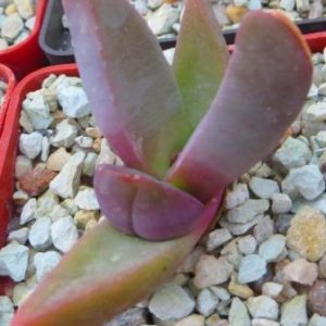 glothyphyllum spec ЮАР