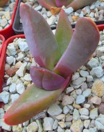 glothyphyllum spec ЮАР