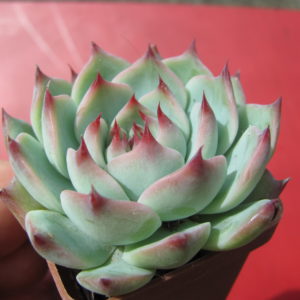 Echeveria   chihuahuensis   Ruby  Blush