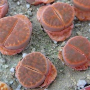lithops karasmontana bella fenestrata Cop L 14-312