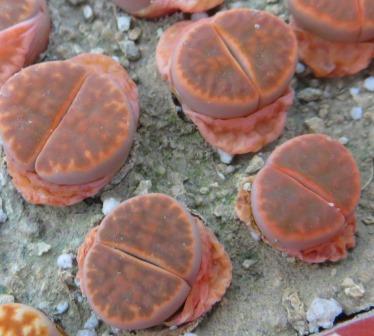 lithops karasmontana bella fenestrata Cop L 14-312
