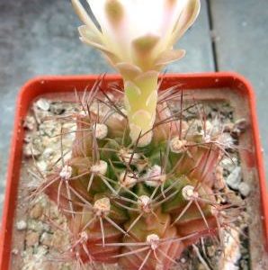 gymnocalycium spec LB 3811 Piltz