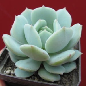 Echeveria   Lunas