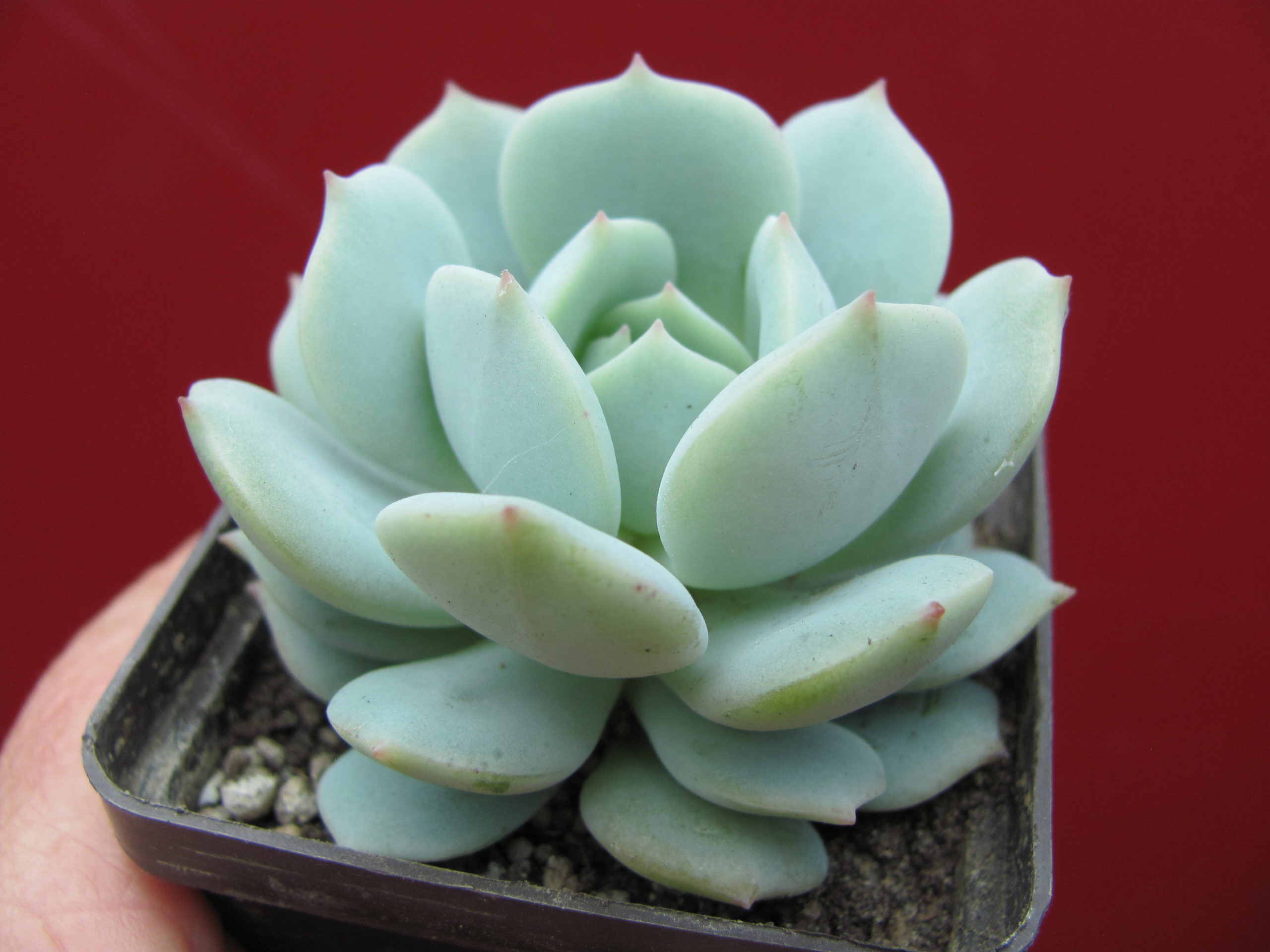Echeveria Lunas