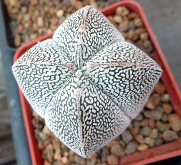 astrophytum onzuka v type