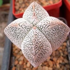 astrophytum onzuka v type