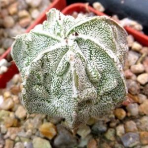 astrophytum fukuryu