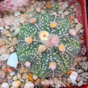 astrophytum ooibo gold  pink flovers